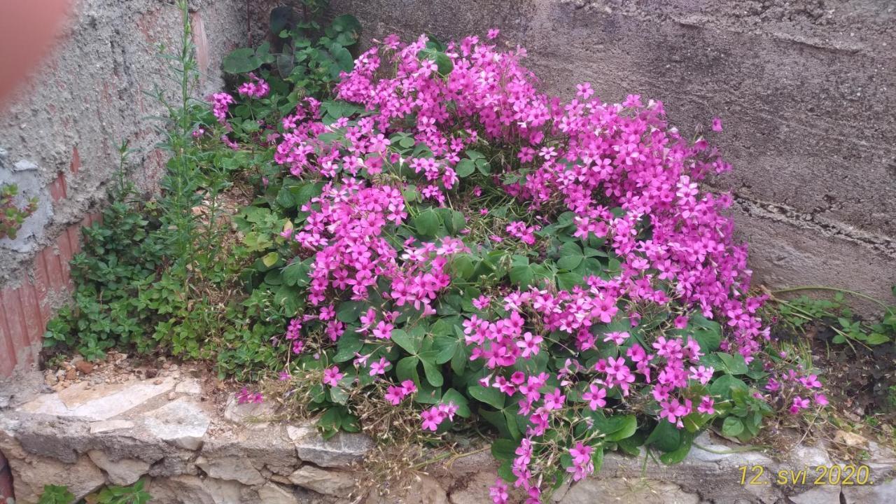 Ivana Šibenik Dış mekan fotoğraf
